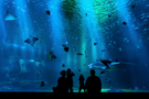 USA JOBS on LS's Blog: Exploring Aquarium Jobs and How to Become One