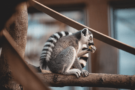 USA JOBS on LS's Blog: Exploring Diverse Work Opportunities at the Duke Lemur Center Jobs